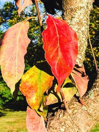 Close-up of maple leaves