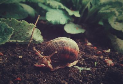 Close-up of snail on field