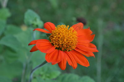 Close-up of red flower