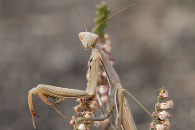 Close-up of insect on dry leaf