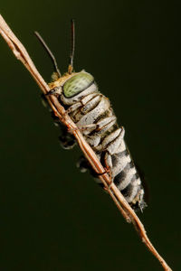 Close-up of insect on twig