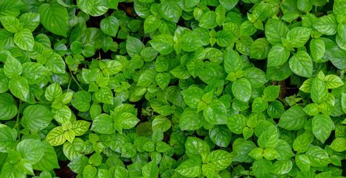 Abstract stunning green leaf texture, tropical leaf foliage nature green background.