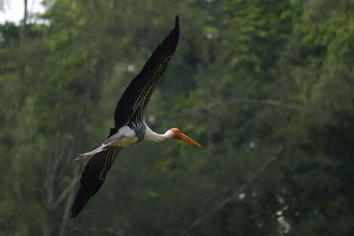 Bird flying over a lake