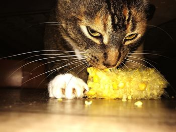 Close-up of flower in water
