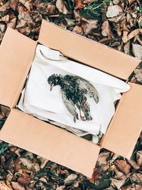 High angle view of dead bird in box by dried leaves on field