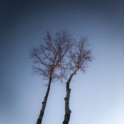 Low angle view of bare tree against clear blue sky