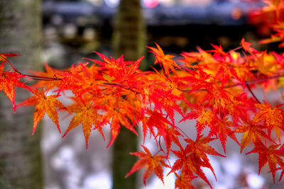 Close-up of maple leaves on tree during autumn