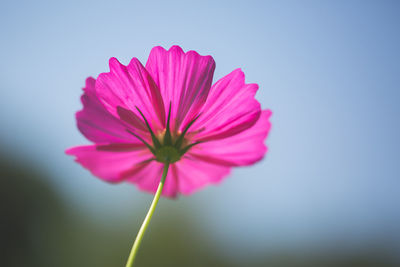 Close-up of pink cosmos flower blooming outdoors