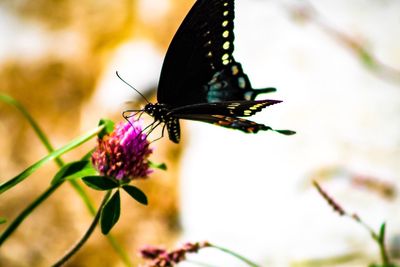 Close-up of butterfly pollinating on flower