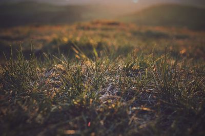 Close-up of grass on field