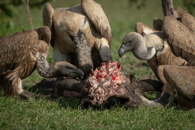 Close-up of white-backed vultures chewing on kill