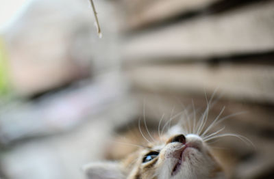 Close-up of a cat