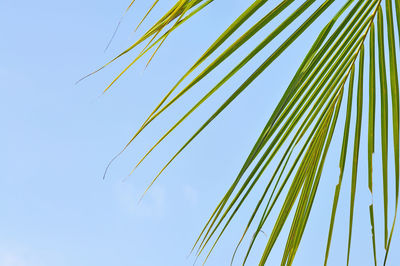 Low angle view of palm leaves against clear sky