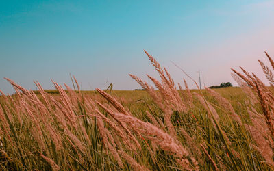 High angle view of stalks in field against clear blue sky