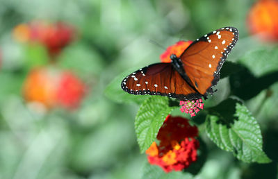 Close-up of butterfly on plant