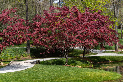 View of red flower trees in garden