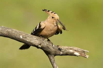 Close-up of bird perching on branch