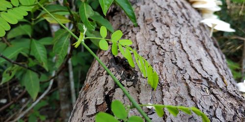 Close-up of tree trunk