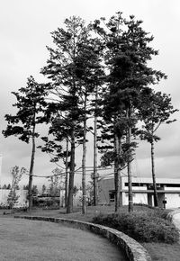 Trees on field by road against sky