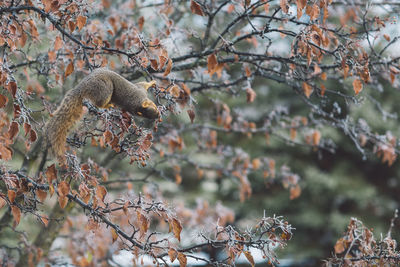 View of a squirrel in a tree