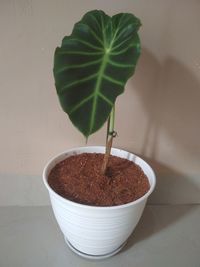 Close-up of potted plant on table