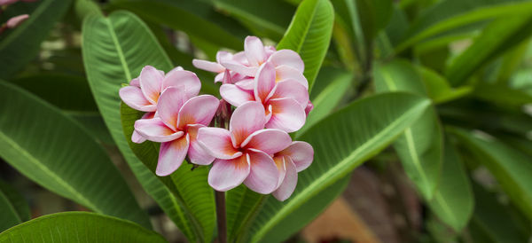 Close-up of pink flowering plant