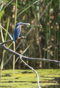 Bird perching on a branch