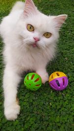 High angle view of cat