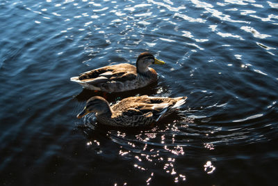 High angle view of duck swimming in lake