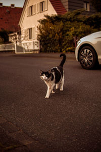 Dog standing on street in city