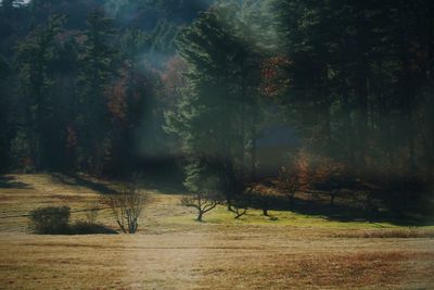 Trees in forest