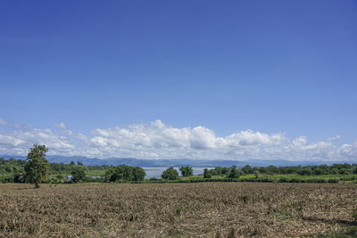 Scenic view of field against blue sky