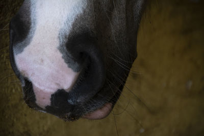 Close-up of cow