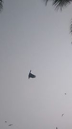 Low angle view of birds flying in sky