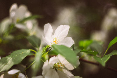 Close-up of white flowering plant