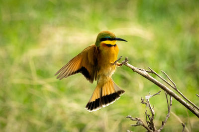 Close-up of a bird flying