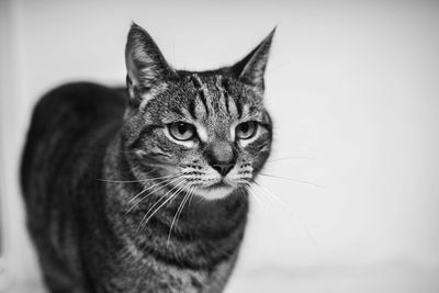 Close-up portrait of a cat looking away