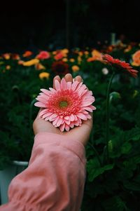 Close-up of hand holding red flowering plant