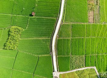 High angle view of agricultural field