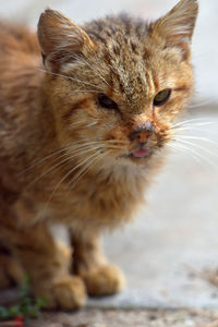 Close-up of cat