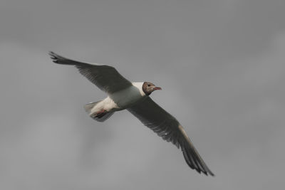 Low angle view of seagull flying