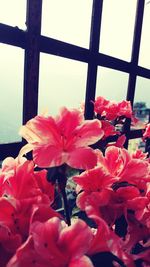 Close-up of pink flower blooming outdoors