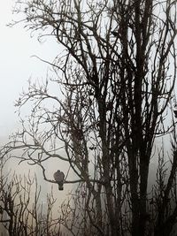 Silhouette of bare tree against sky