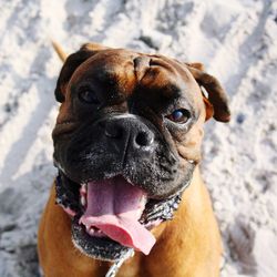 Close-up portrait of dog