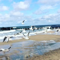 Seagulls flying over beach against sky