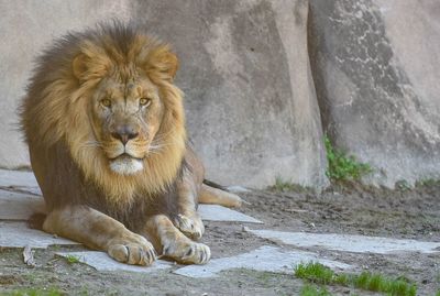 Portrait of a cat sitting in zoo