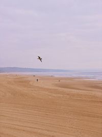 Bird flying over beach