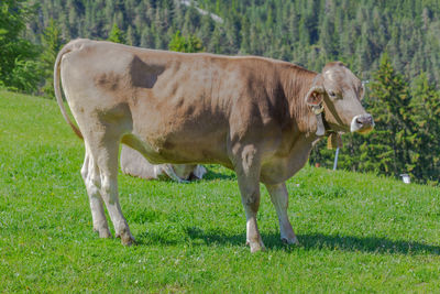 a cow basking