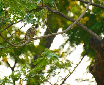Low angle view of bird perching on tree