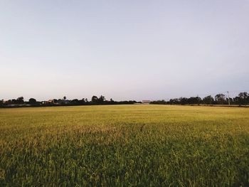 Scenic view of agricultural field against clear sky